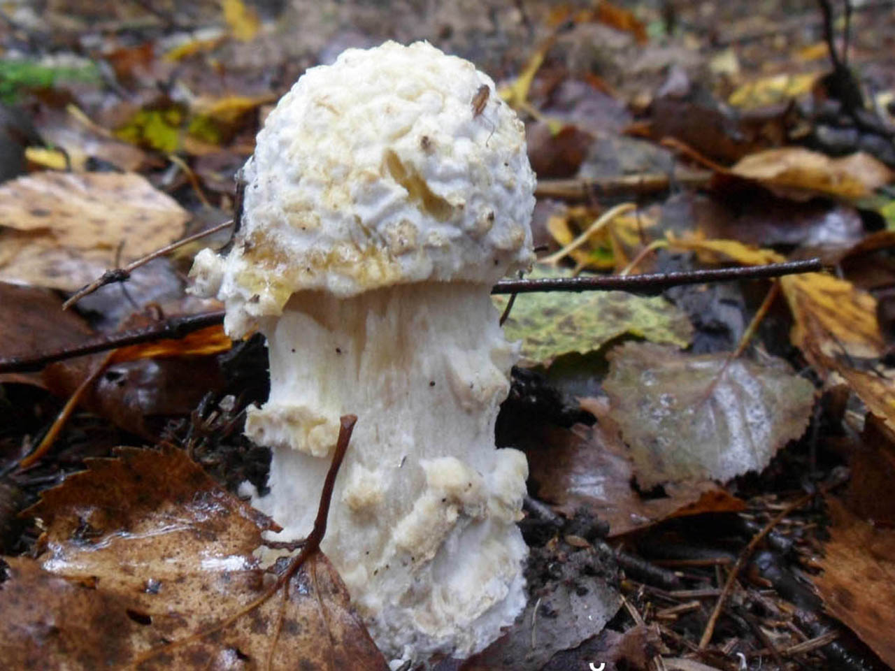 Hypomyces chrysospermus