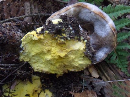 Hypomyces chrysospermus