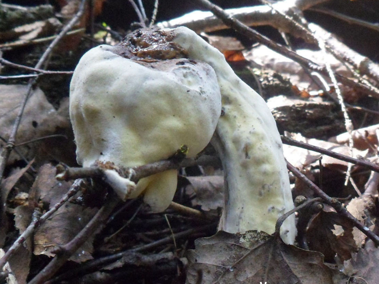 Hypomyces chrysospermus