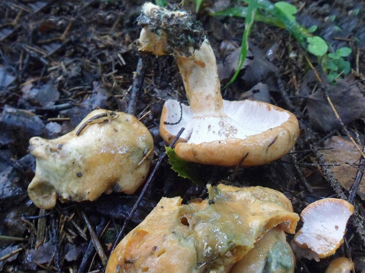 Hypomyces lateritis