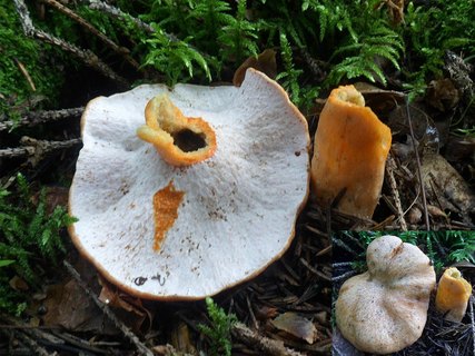 Hypomyces lateritis