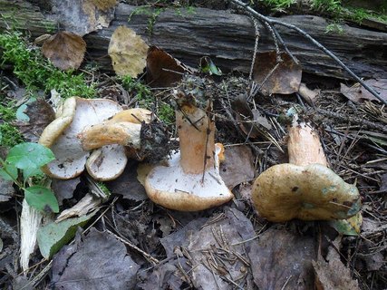 Hypomyces lateritis