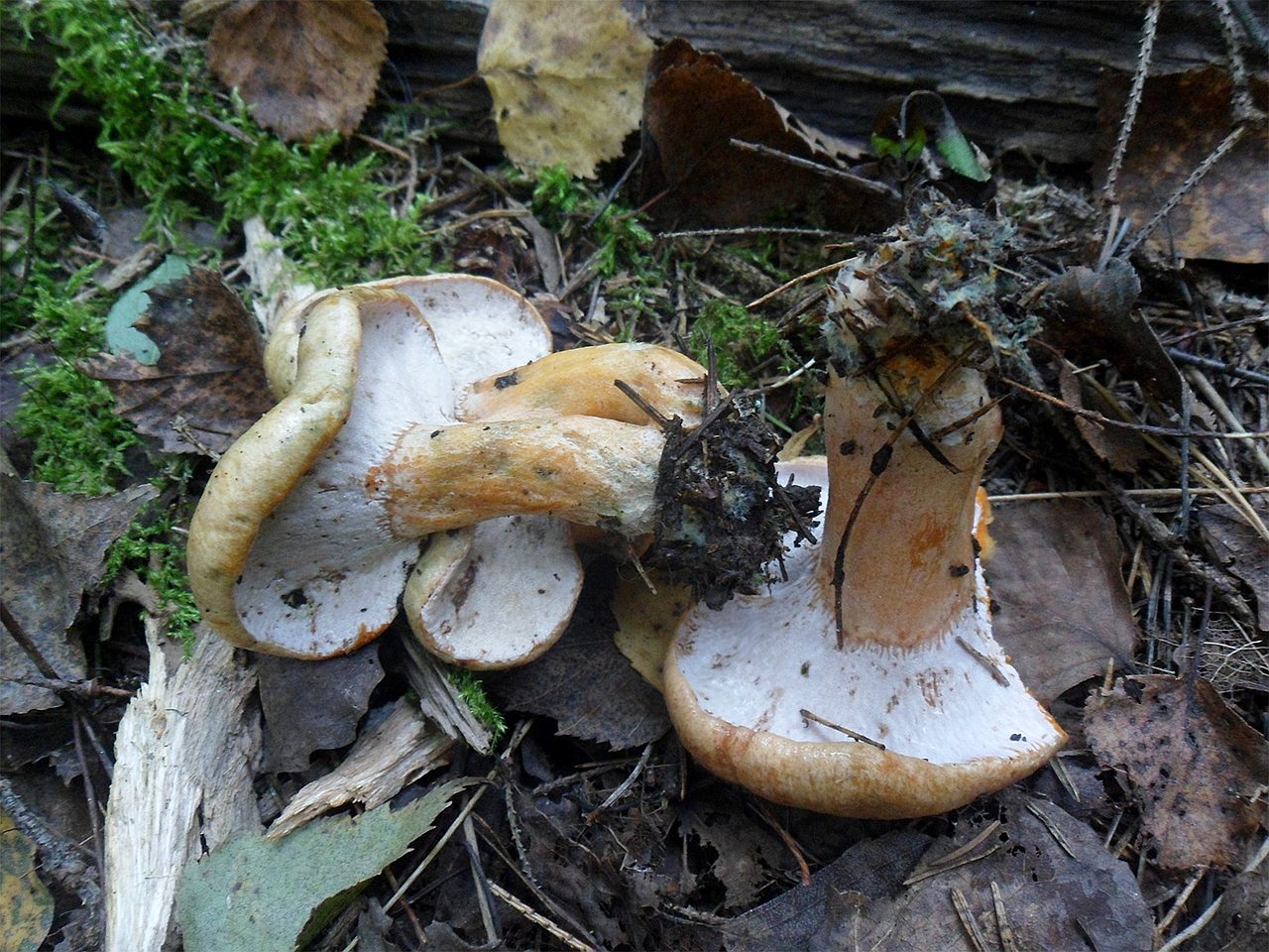 Hypomyces lateritis