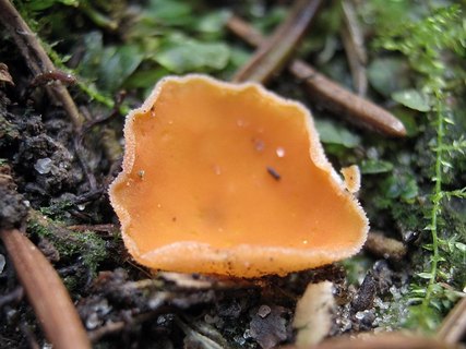 Aleuria aurantia