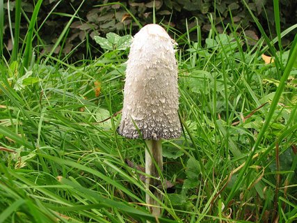 Coprinus comatus