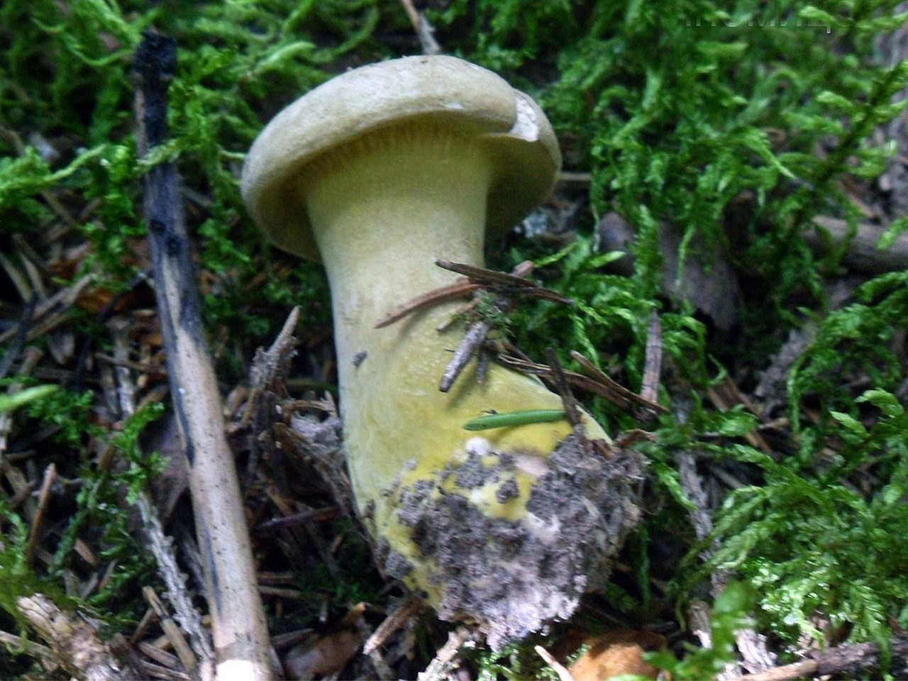 Hypomyces viridis