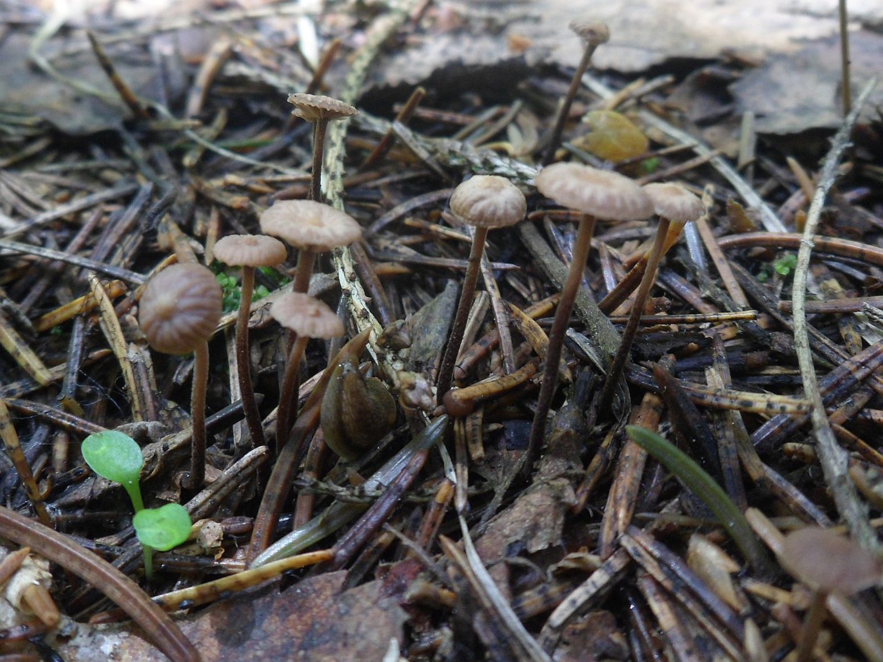 Gymnopus perforans