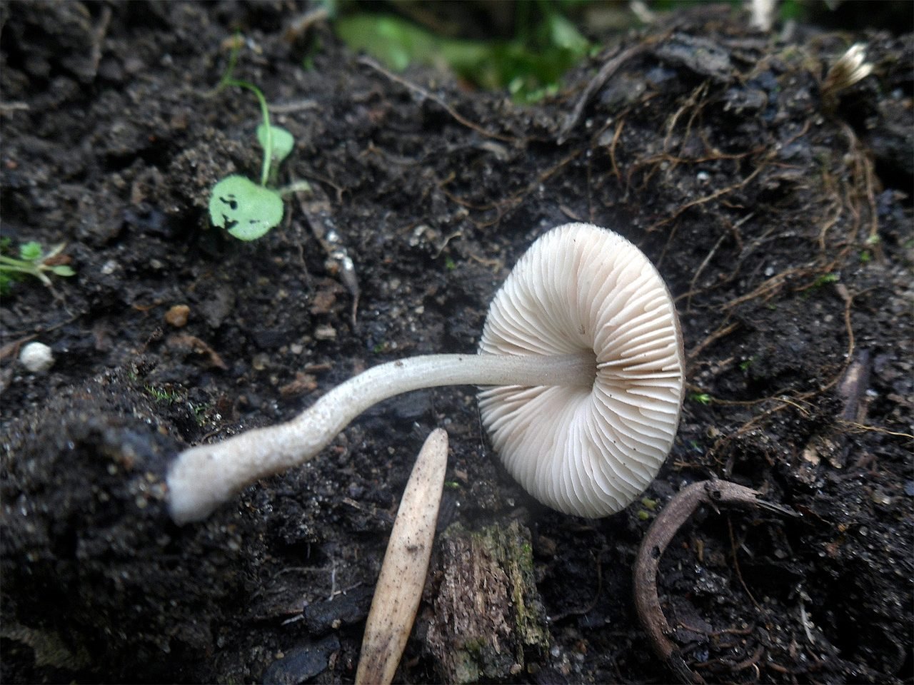 Pluteus plautus