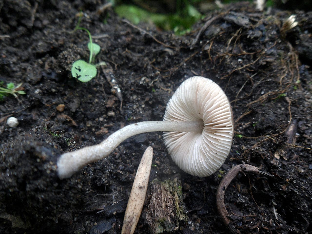 Pluteus plautus