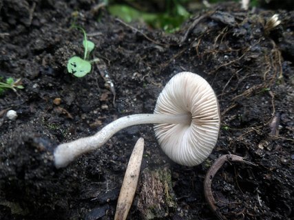 Pluteus plautus