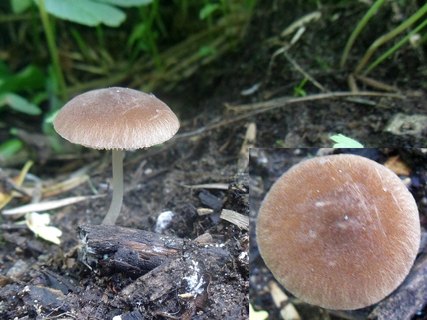 Pluteus plautus