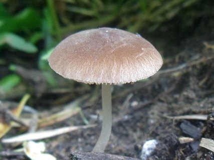 Pluteus plautus