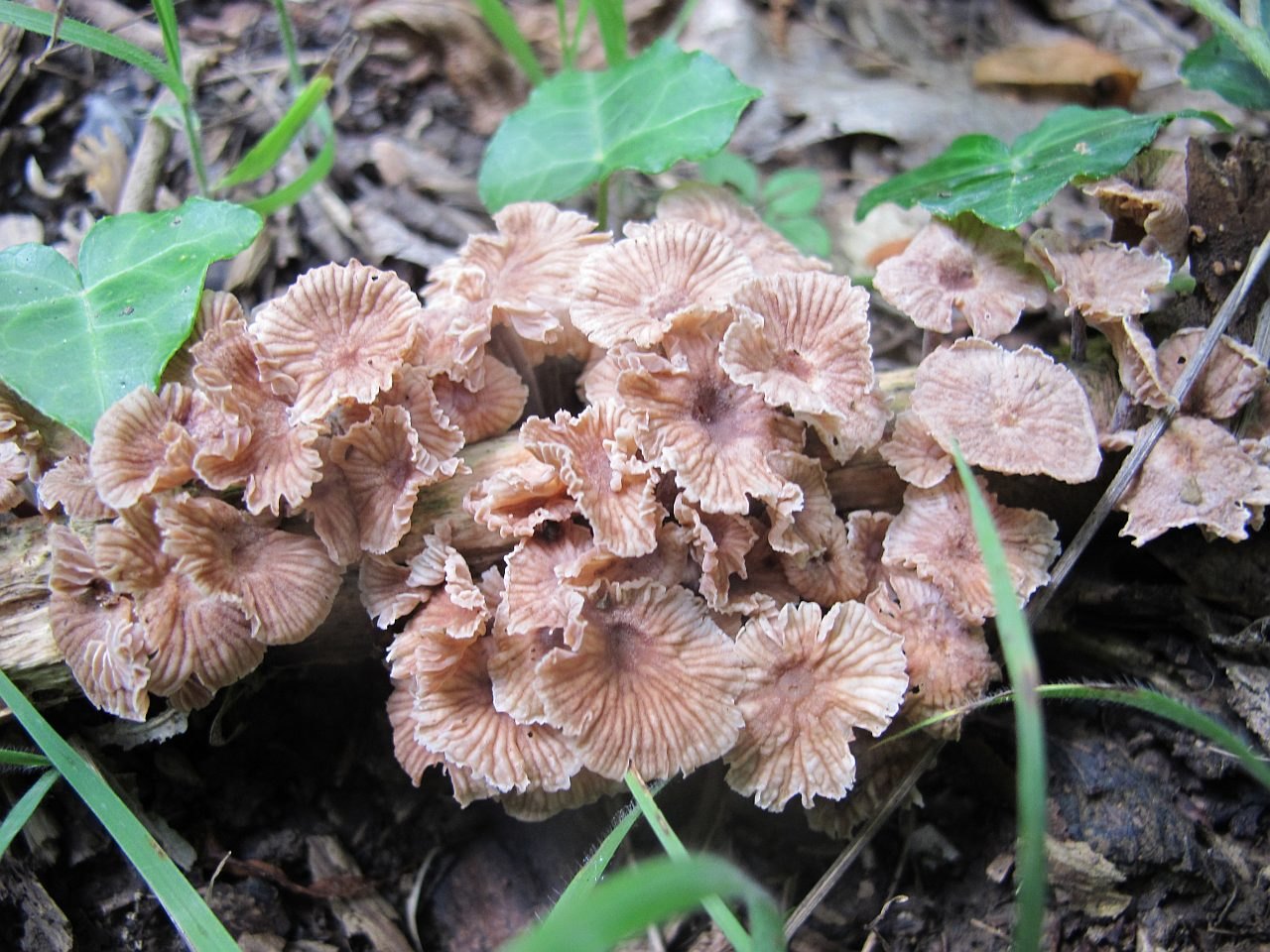 Gymnopus foetidus