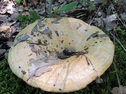 Lactarius zonarius