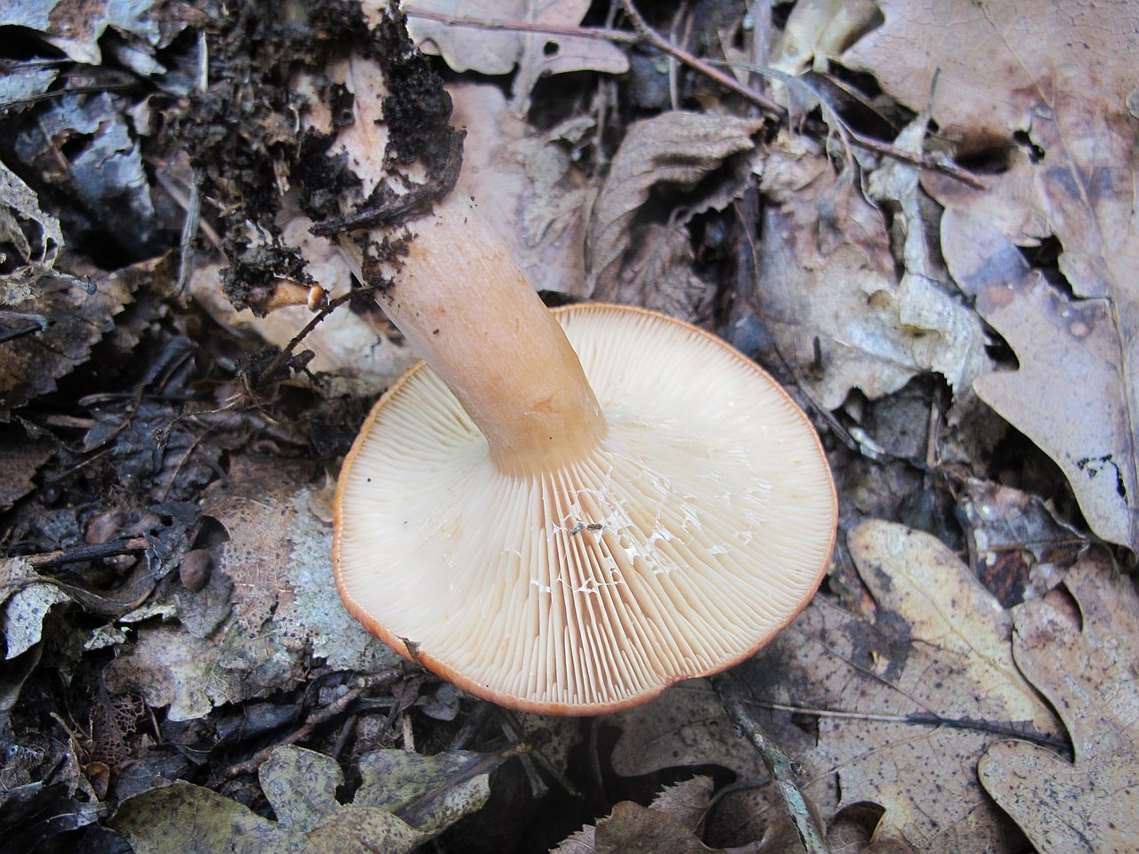 Lactarius fulvissimus