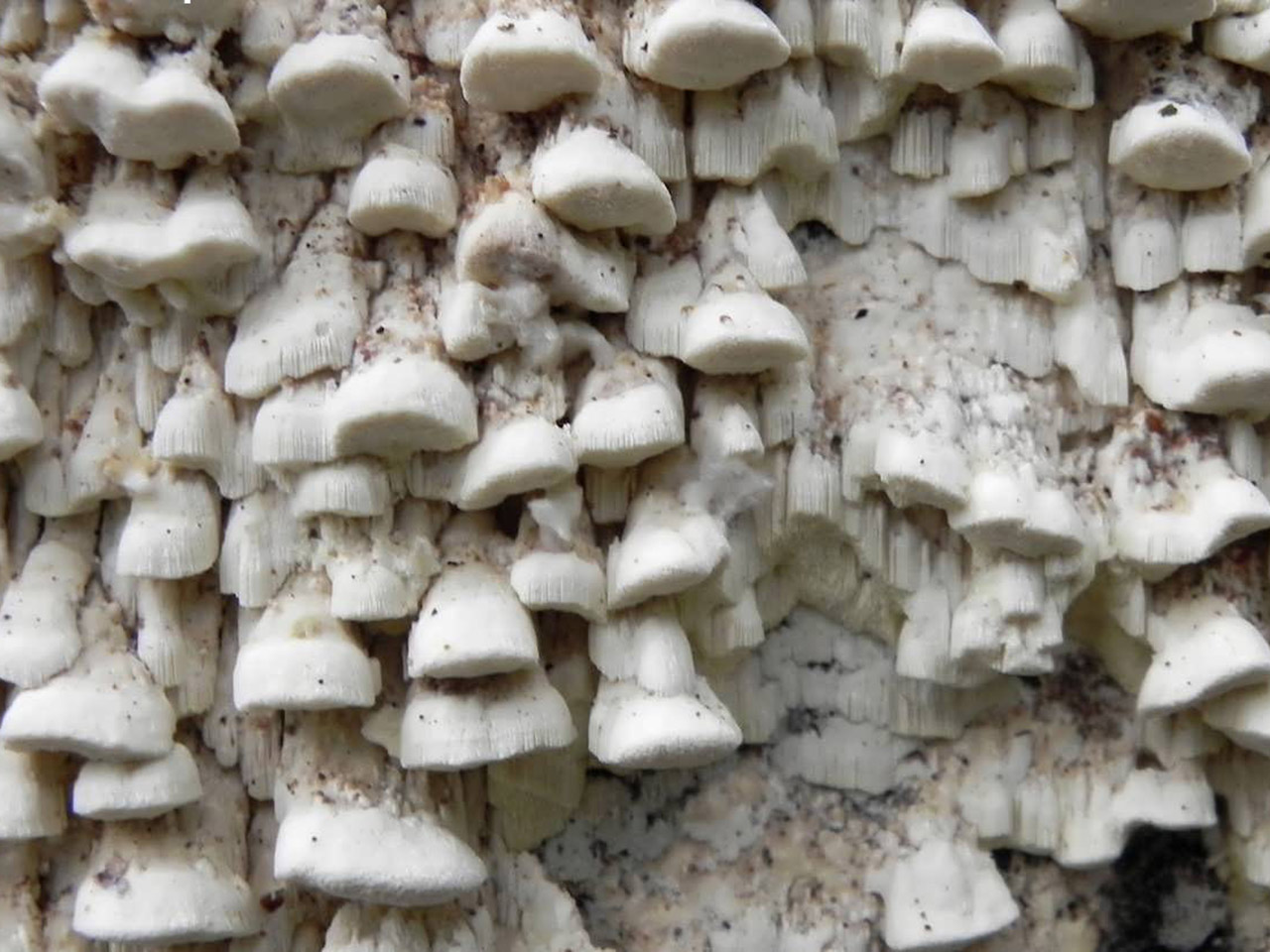 Antrodia serialis