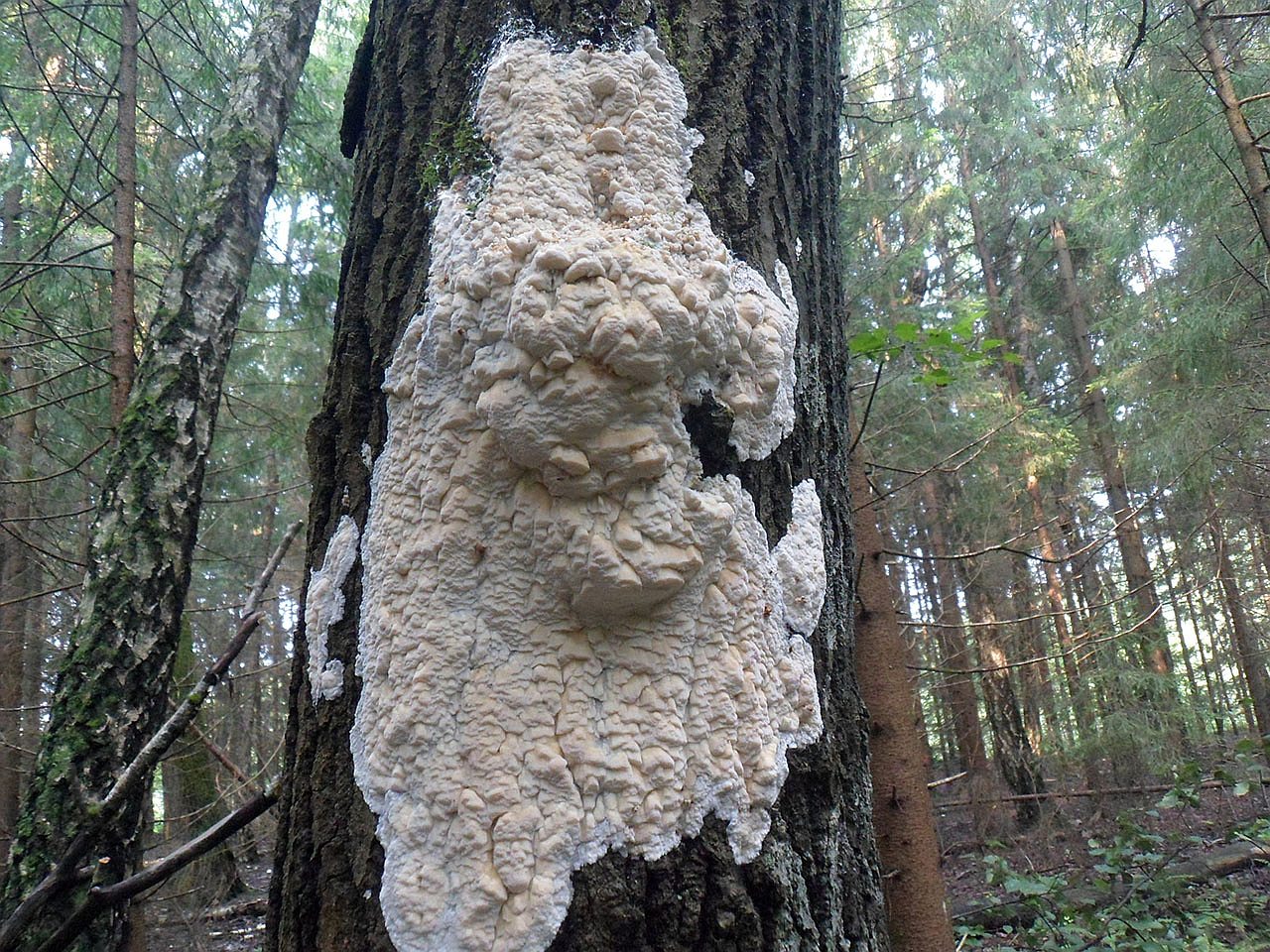 Antrodia serialis
