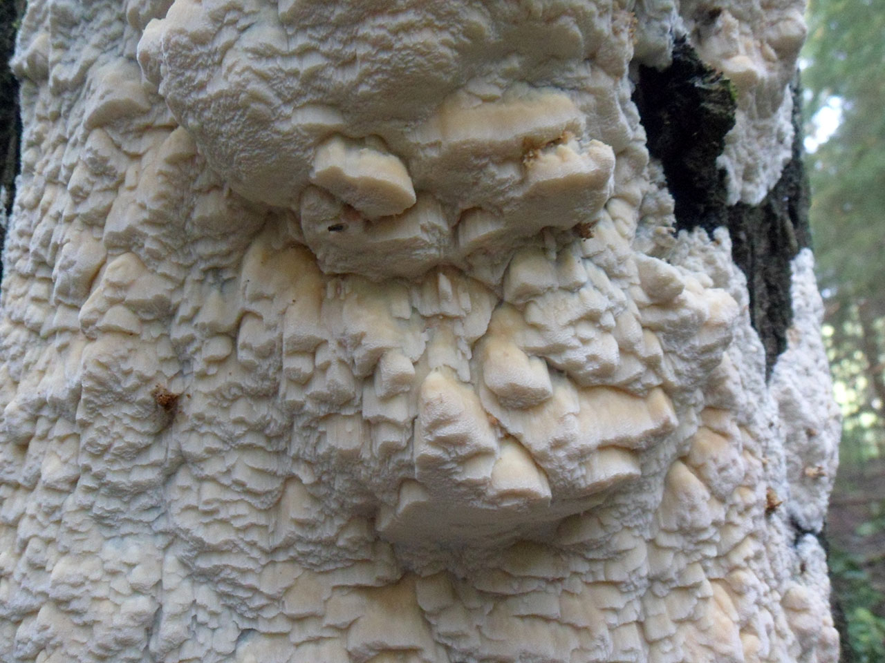 Antrodia serialis