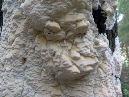 Antrodia serialis