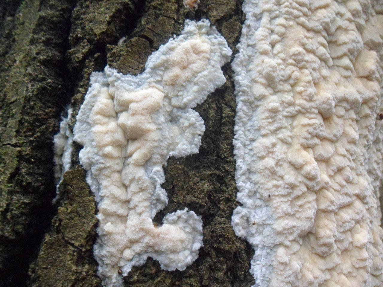 Antrodia serialis