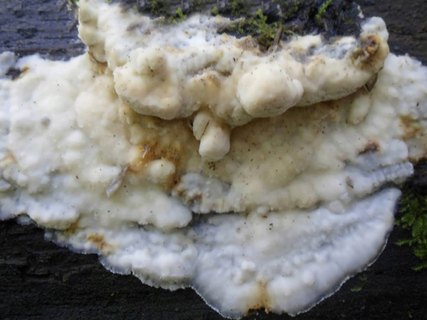 Aurantiporus fissilis