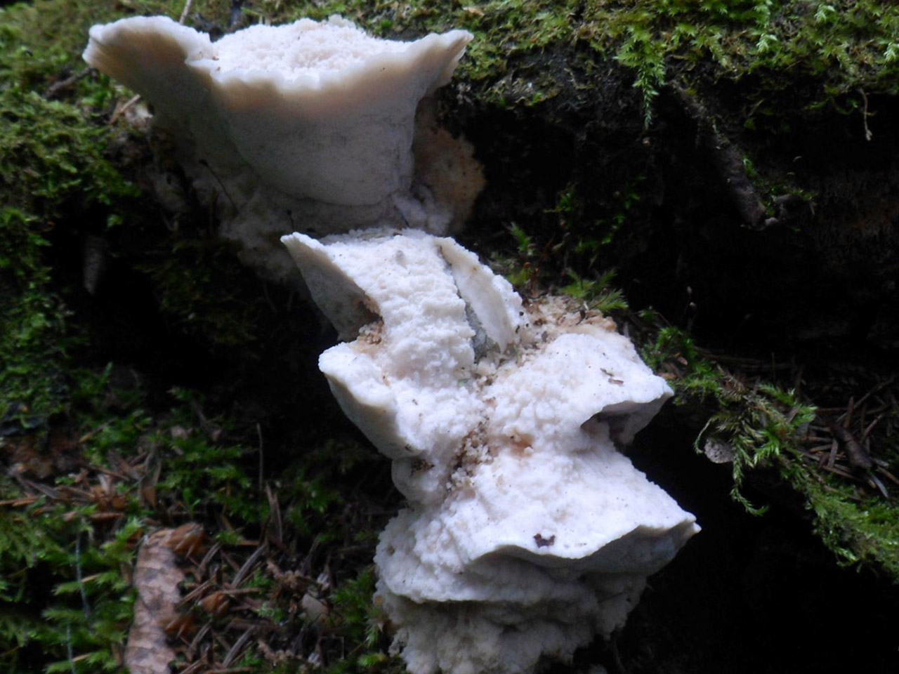 Aurantiporus fissilis