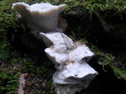 Aurantiporus fissilis