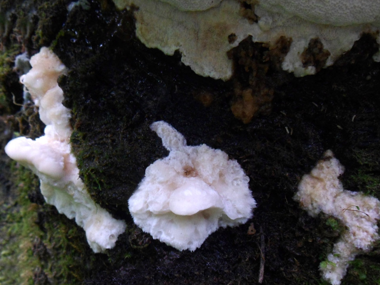 Aurantiporus fissilis