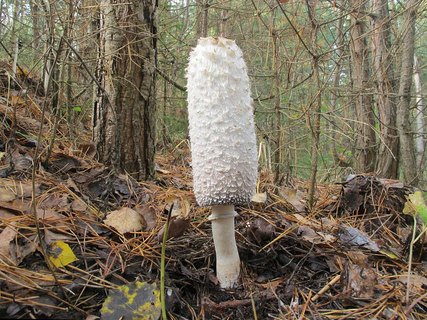 Coprinus comatus