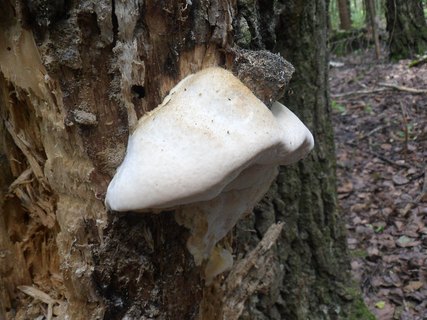 Aurantiporus fissilis
