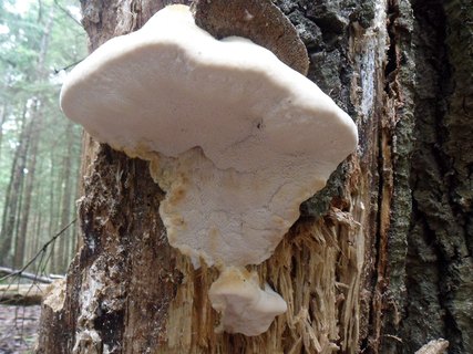 Aurantiporus fissilis