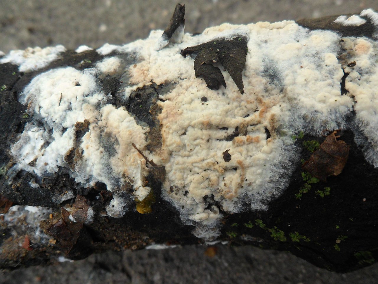 Hyphoderma setigerum