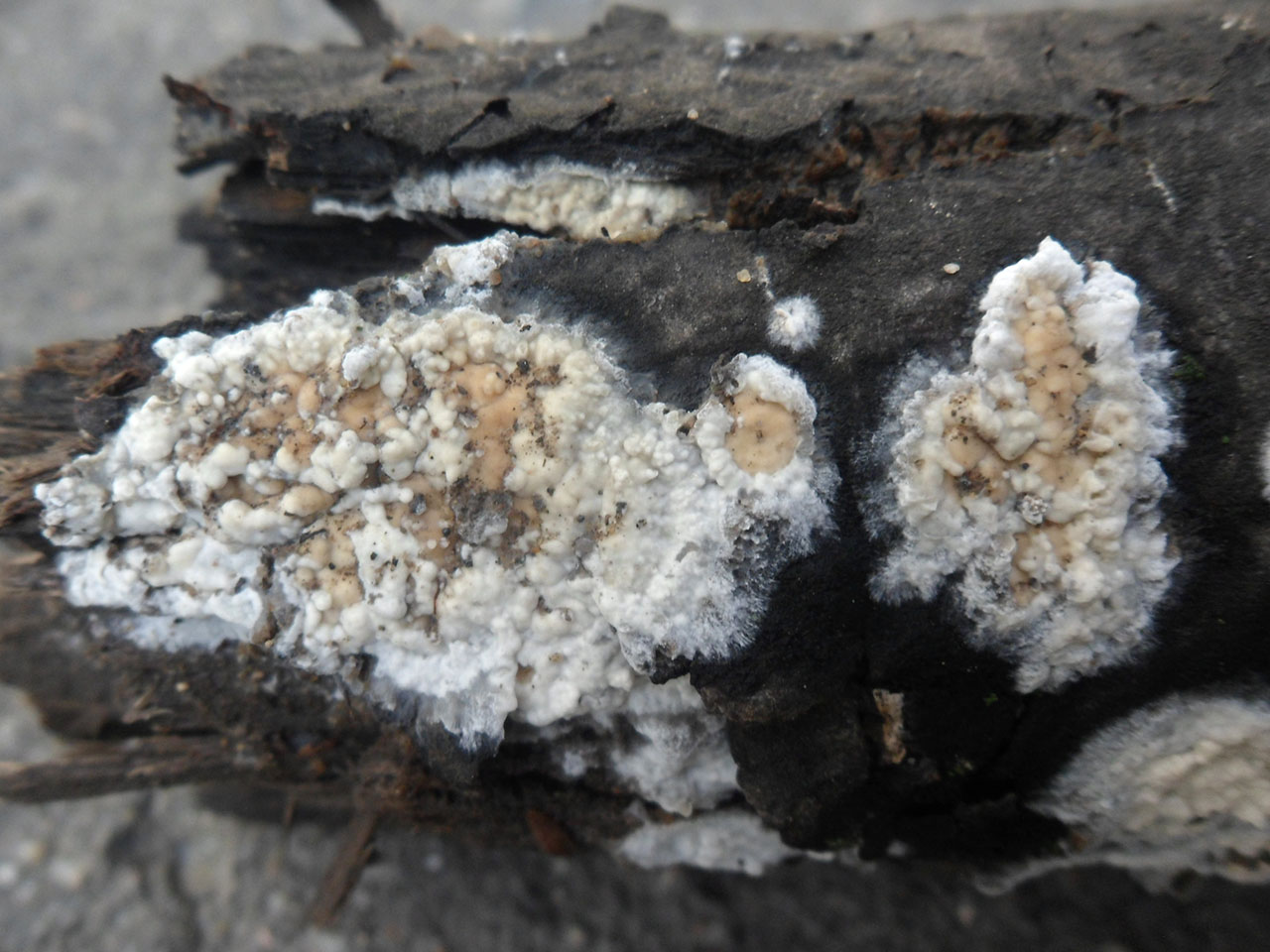 Hyphoderma setigerum