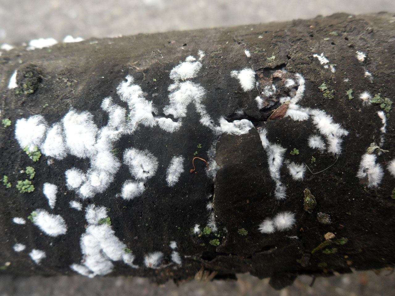 Hyphoderma setigerum