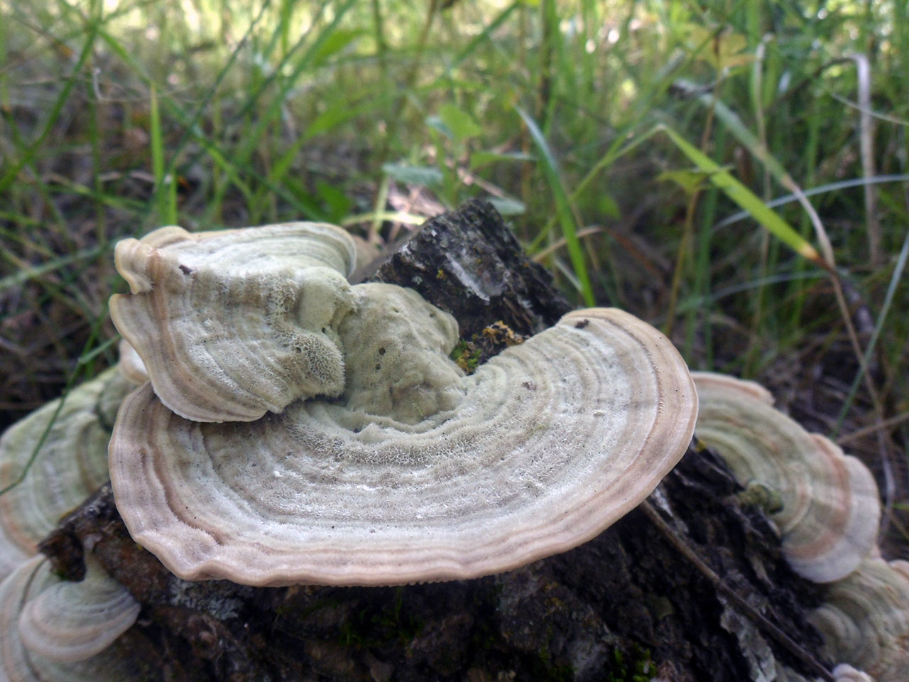Lenzites betulina