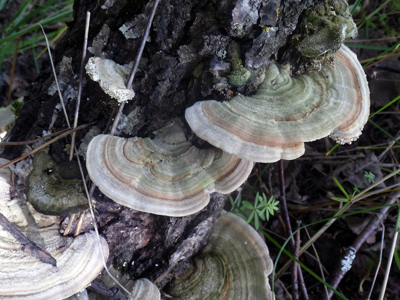 Lenzites betulina