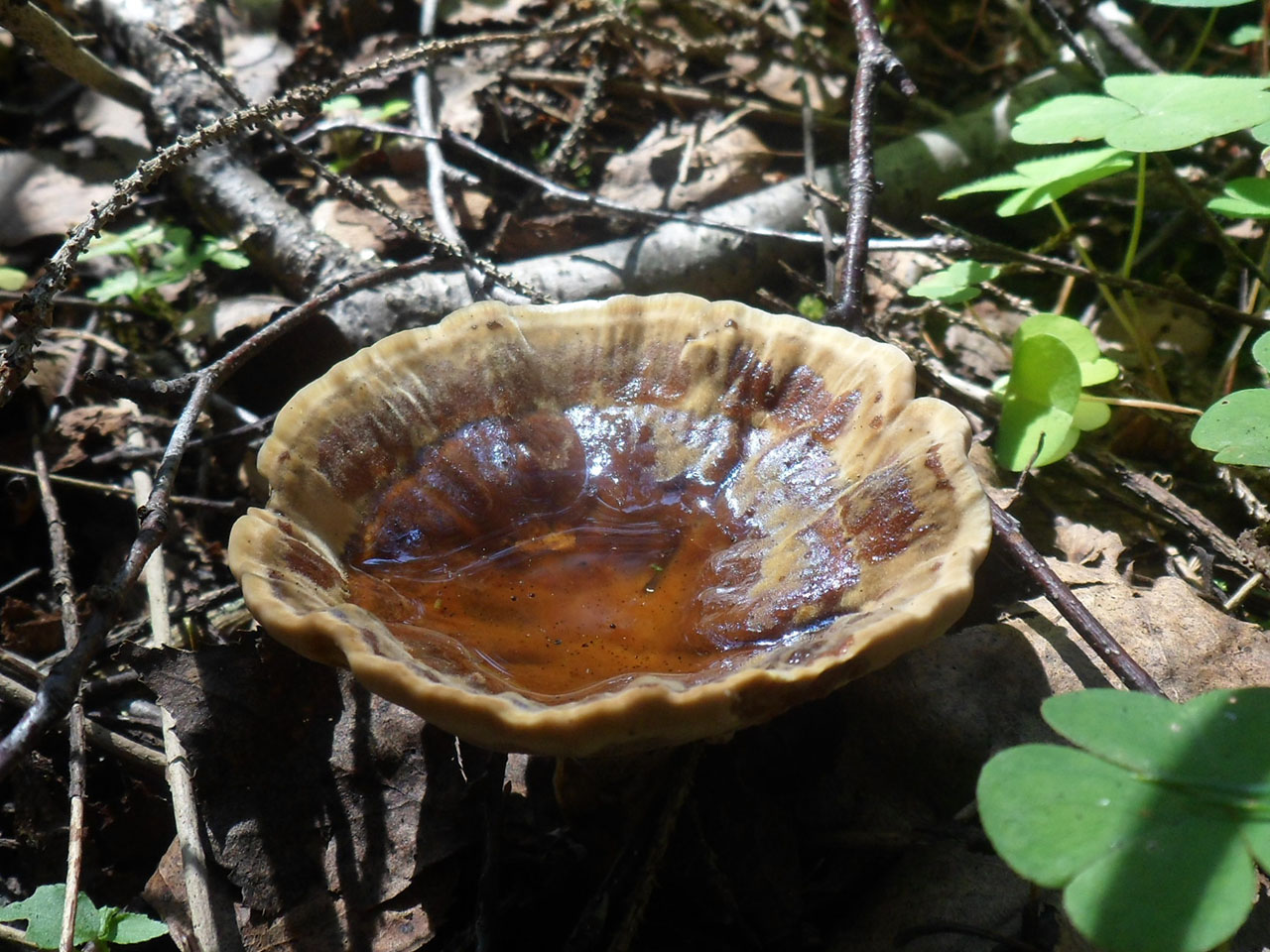 Onnia tomentosa