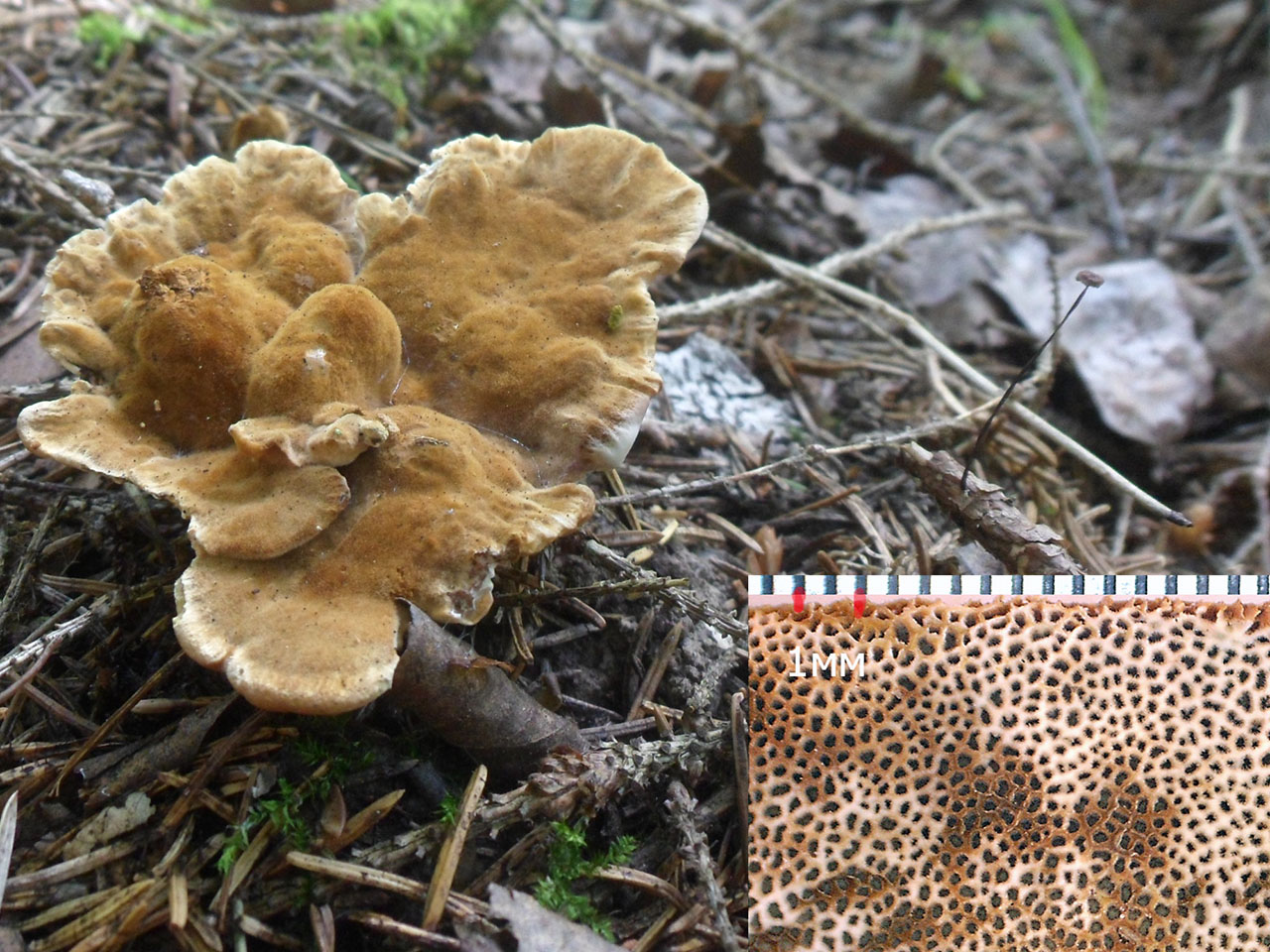 Onnia tomentosa