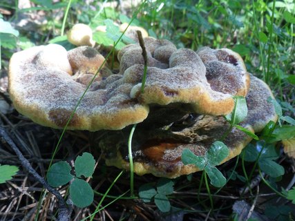 Phaeolus schweinitzii
