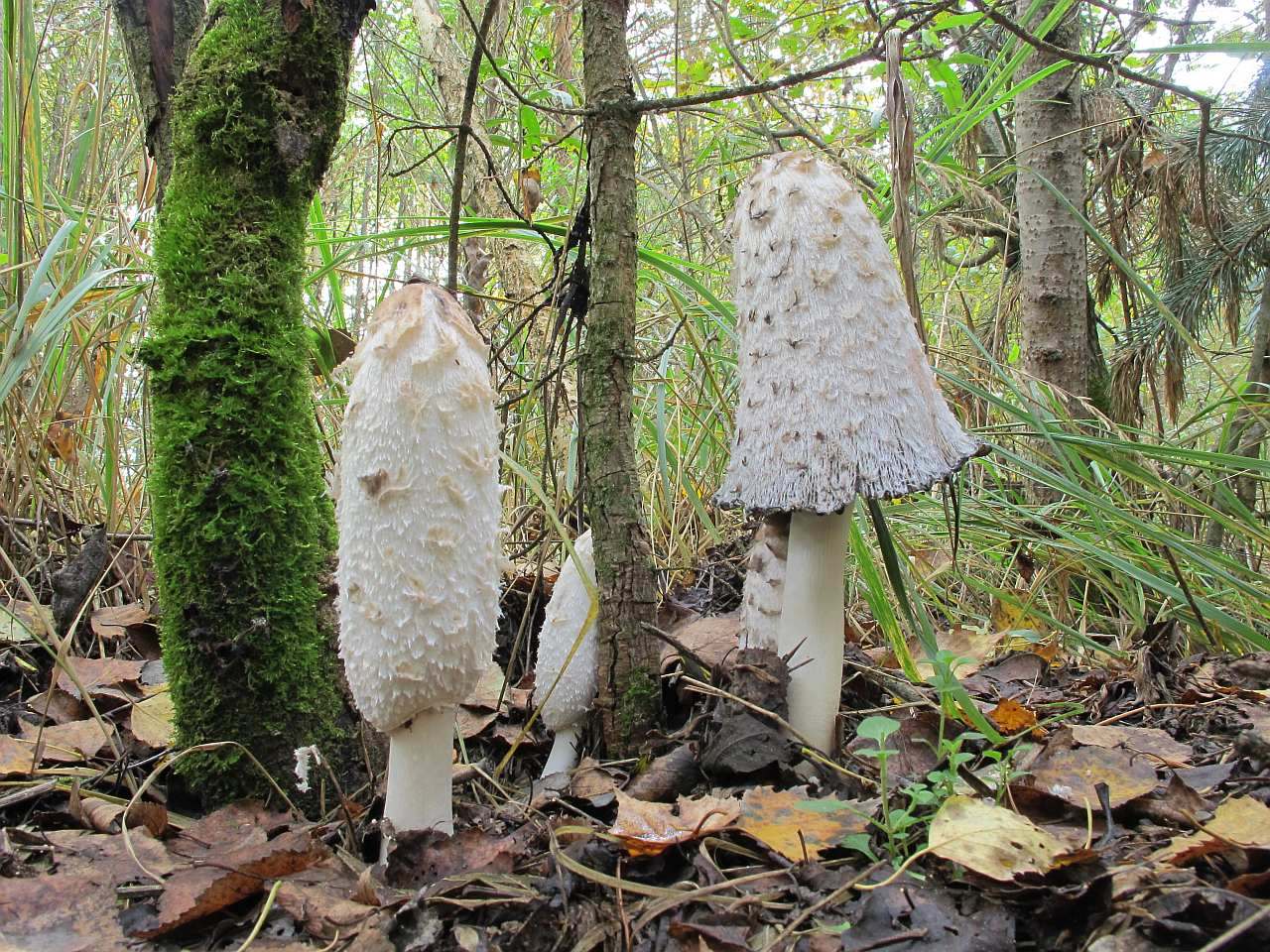 Coprinus comatus