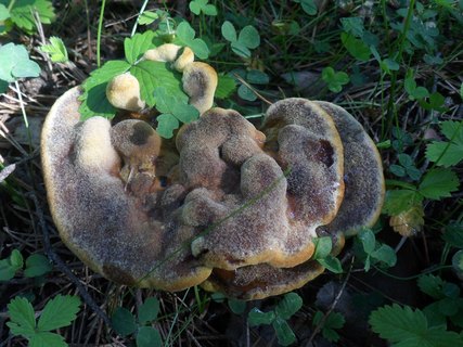 Phaeolus schweinitzii