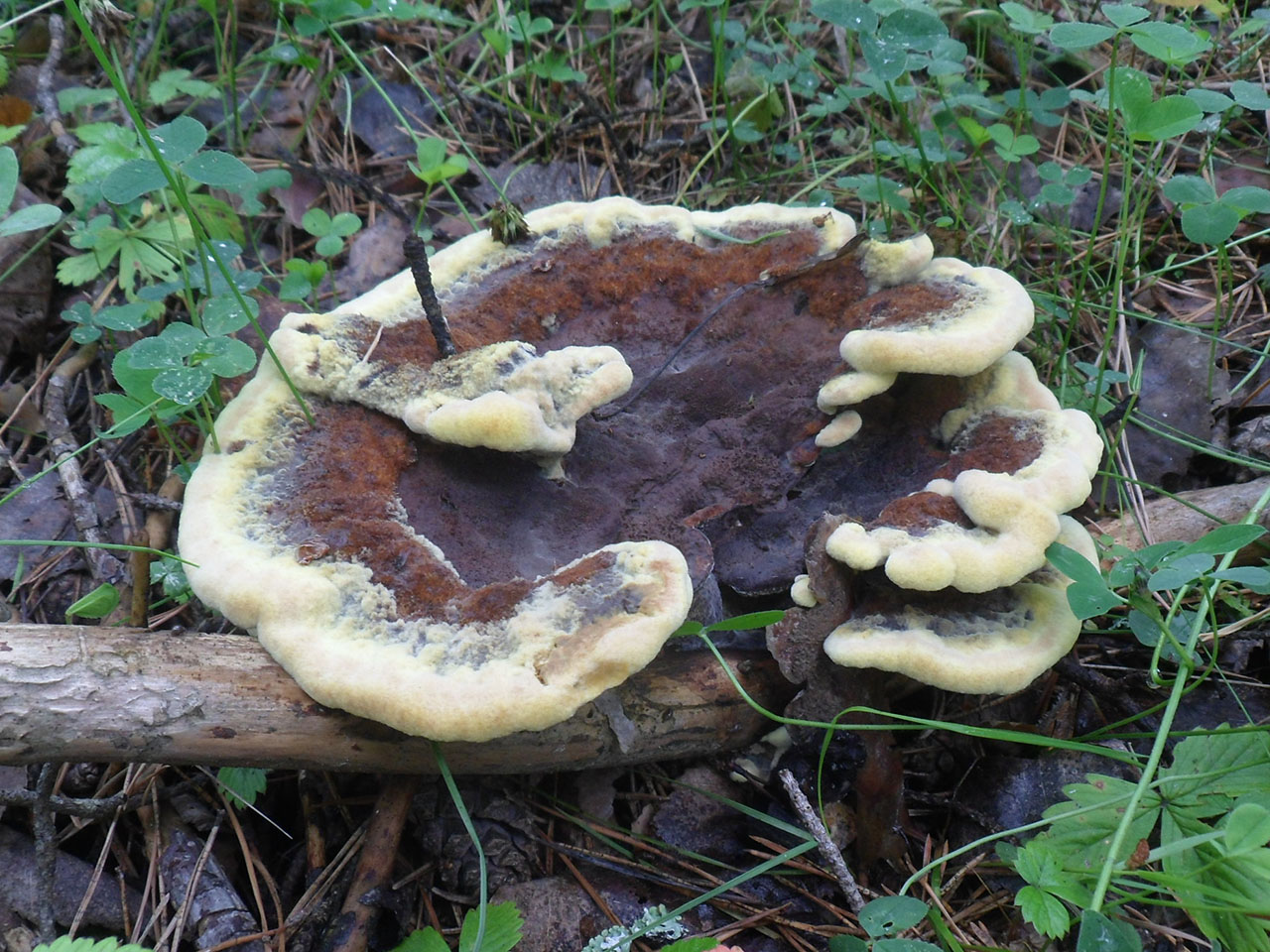 Phaeolus schweinitzii