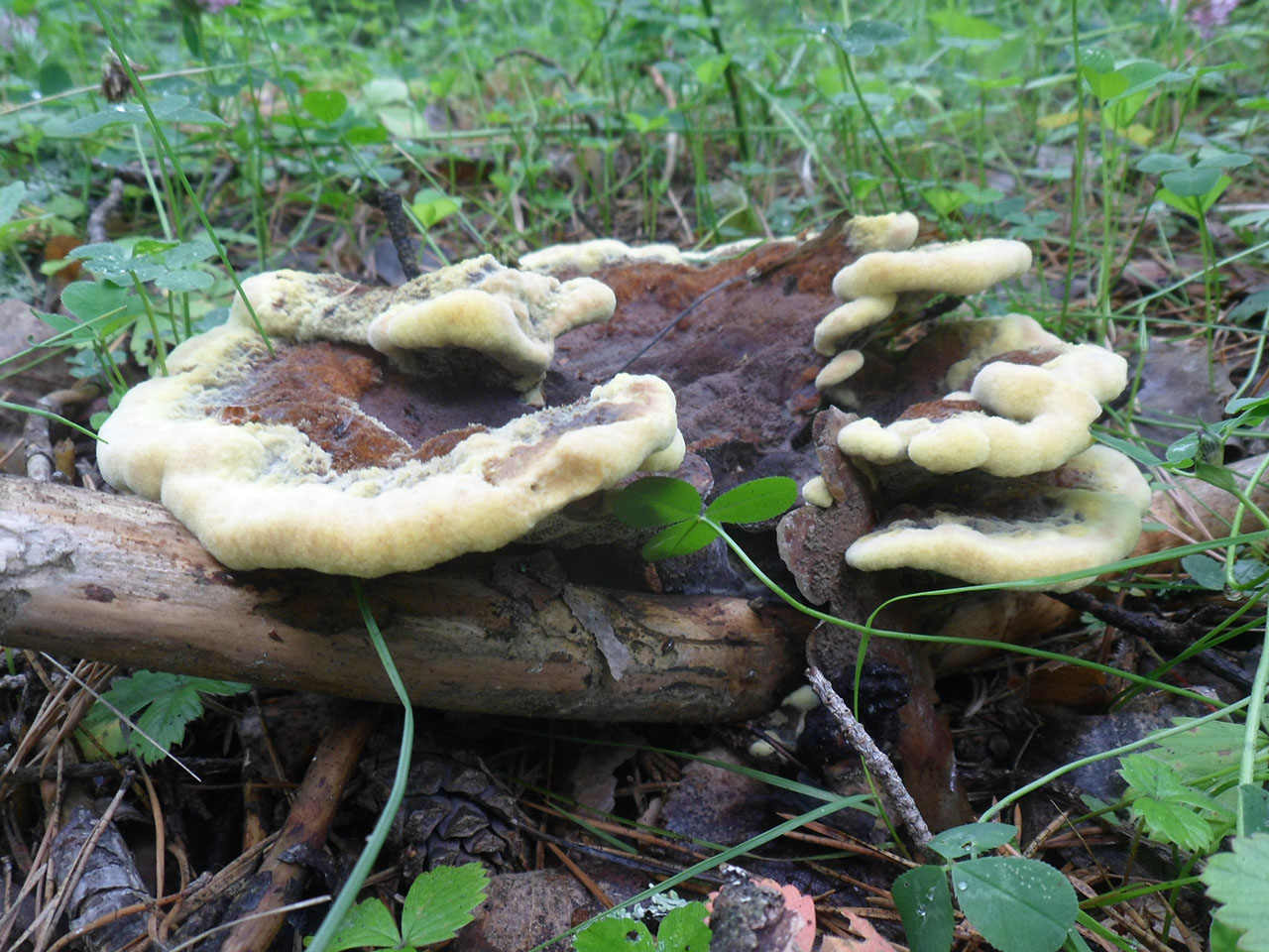 Phaeolus schweinitzii