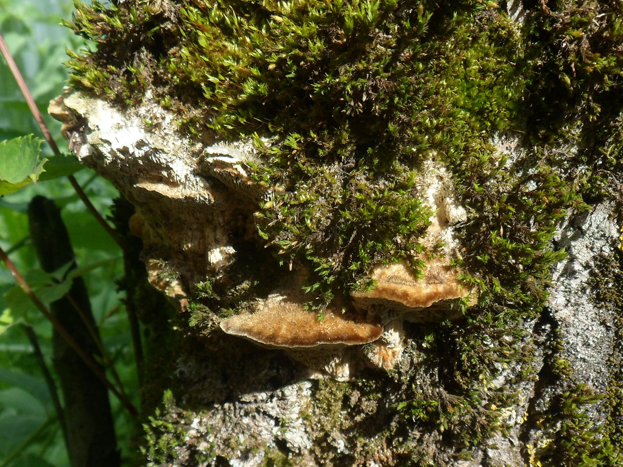 Trametes trogii
