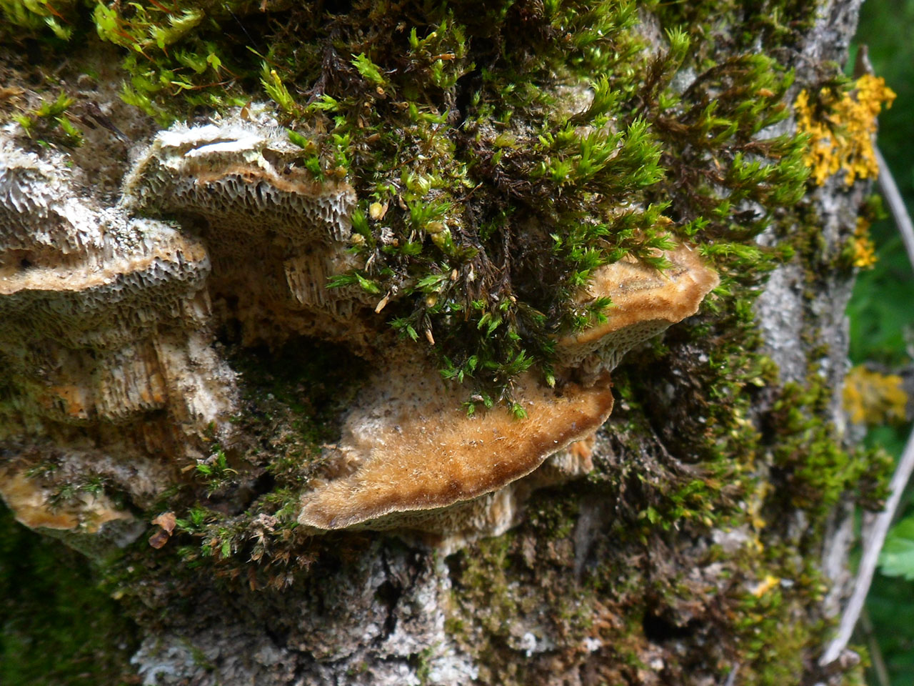 Trametes trogii