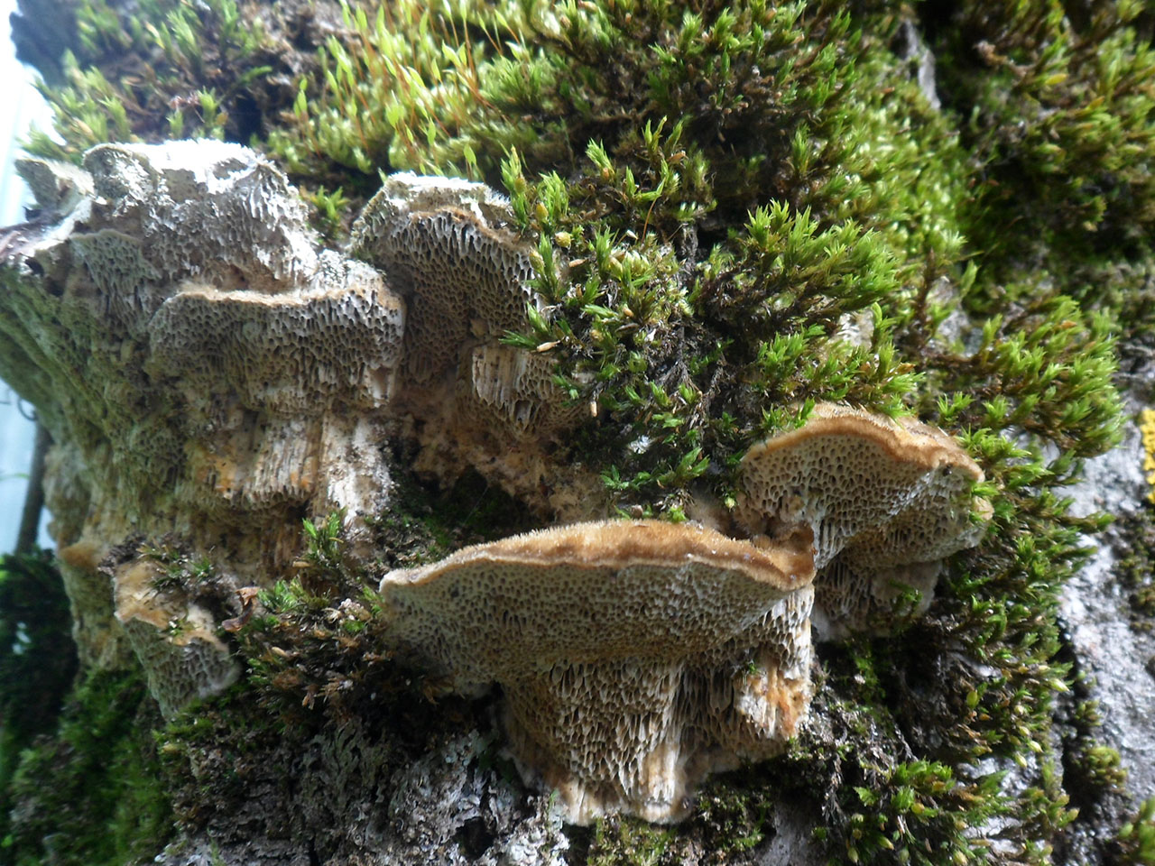 Trametes trogii