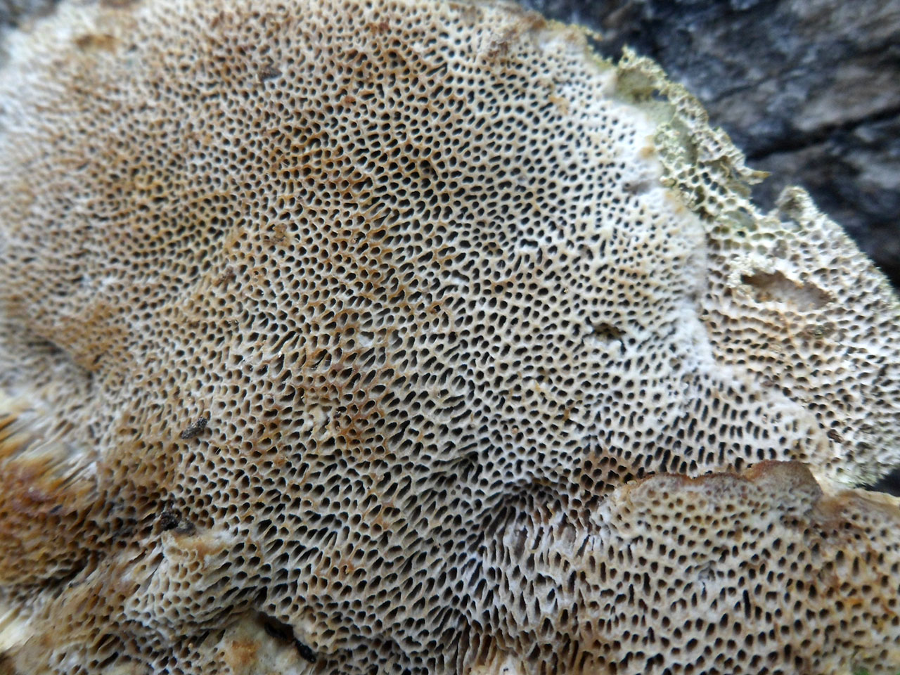 Trametes trogii