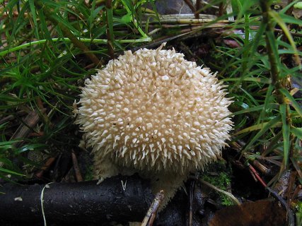 Lycoperdon norvegicum