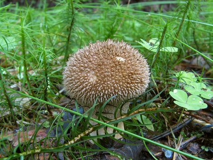 Lycoperdon norvegicum