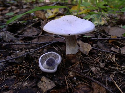 Cortinarius alboviolaceus